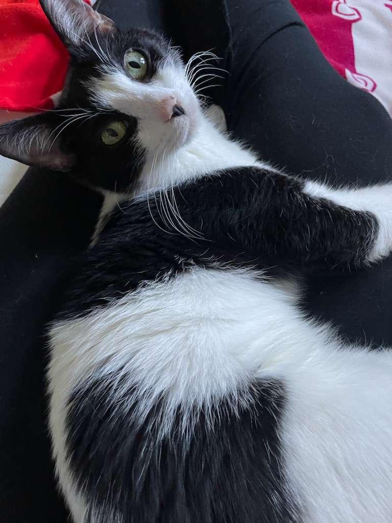 Enlarge Milkshake, a Adoptable Domestic Short Hair in Indianapolis, IN image 4/6