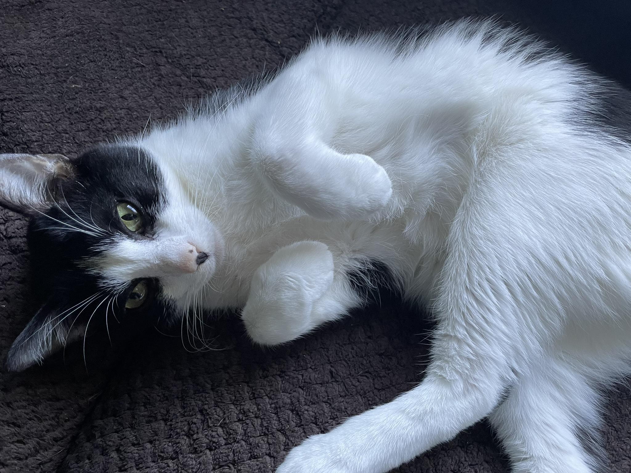 Enlarge Milkshake, a Adoptable Domestic Short Hair in Indianapolis, IN image 5/6