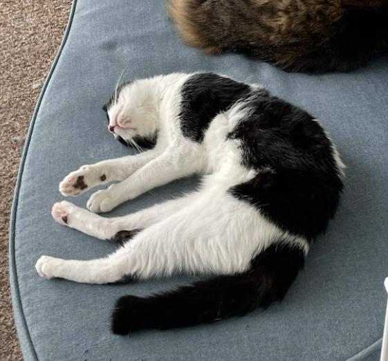 Enlarge Milkshake, a Adoptable Domestic Short Hair in Indianapolis, IN image 6/6