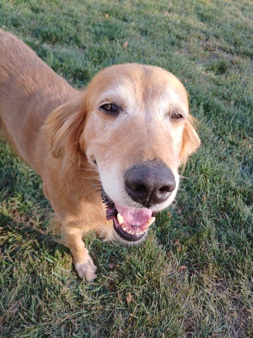 Scottie, a Adoptable Golden Retriever in Waterville, OH image 1/6