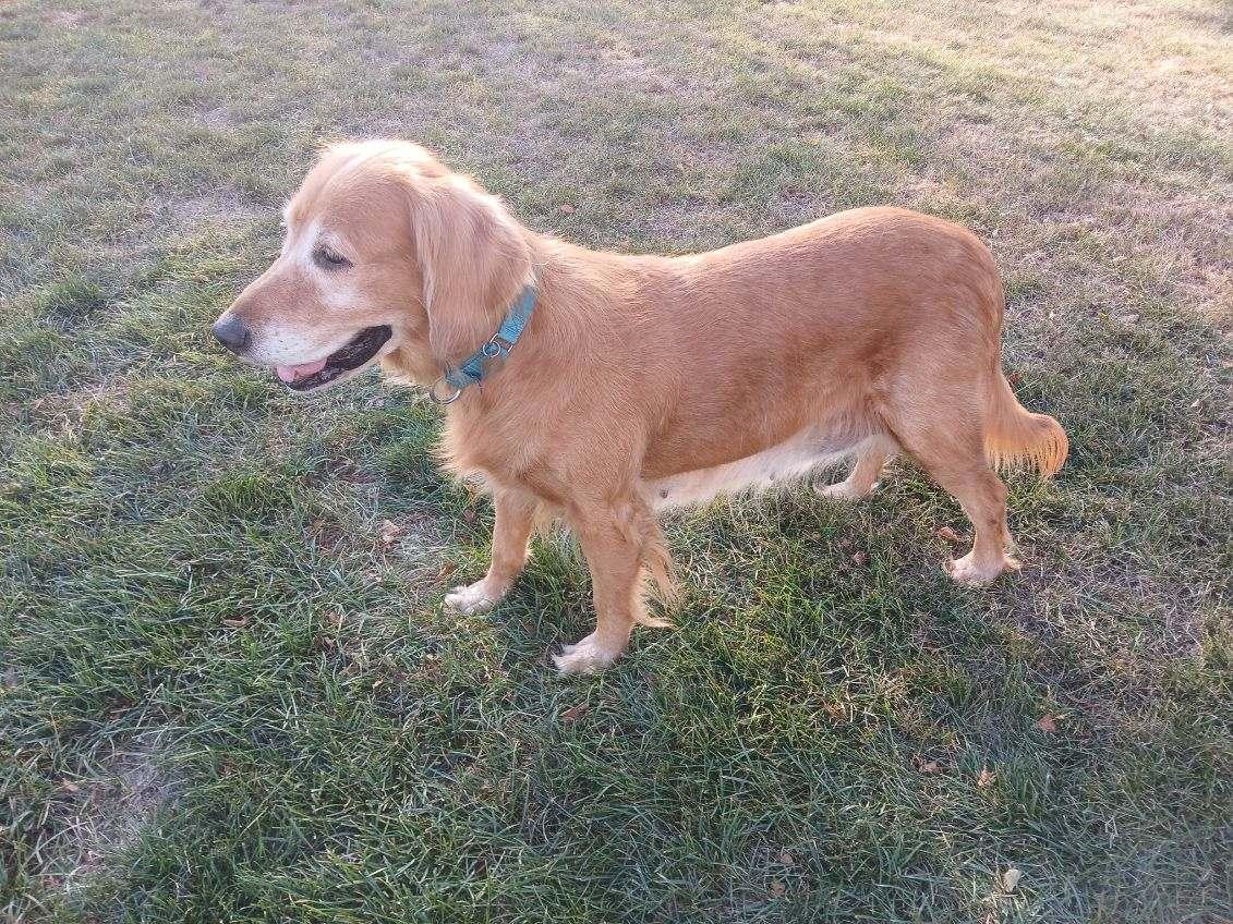 Scottie, a Adoptable Golden Retriever in Waterville, OH image 2/6