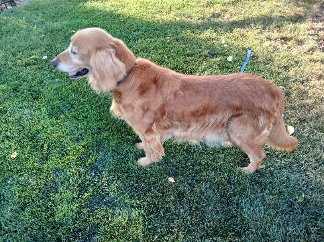 Scottie, a Adoptable Golden Retriever in Waterville, OH image 5/6