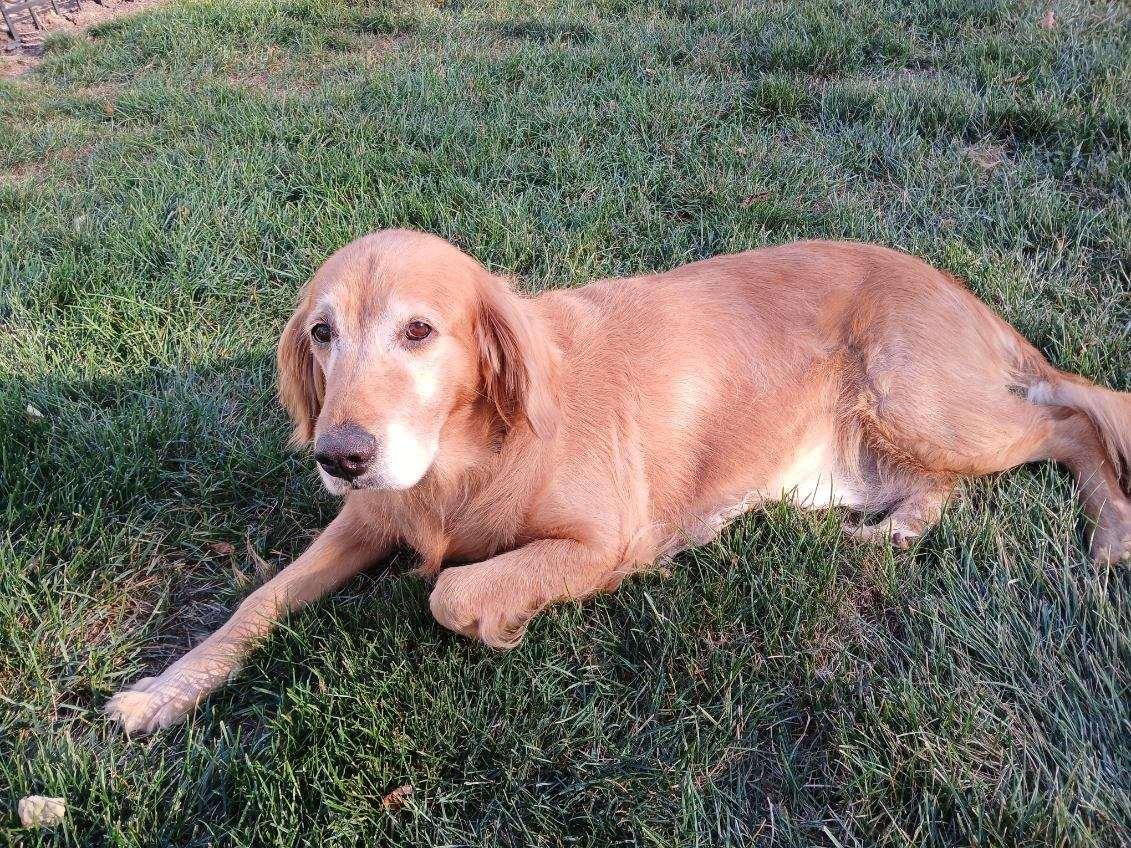 Scottie, a Adoptable Golden Retriever in Waterville, OH image 3/6