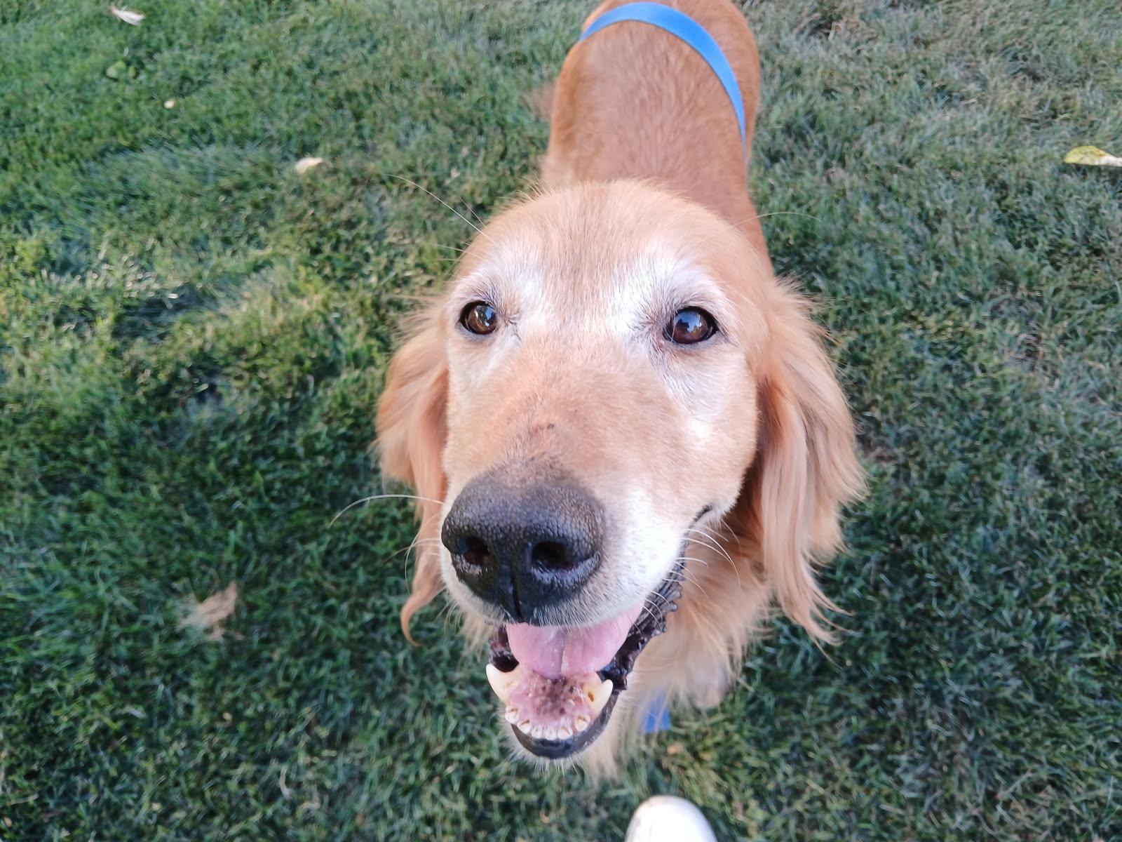 Scottie, a Adoptable Golden Retriever in Waterville, OH image 6/6
