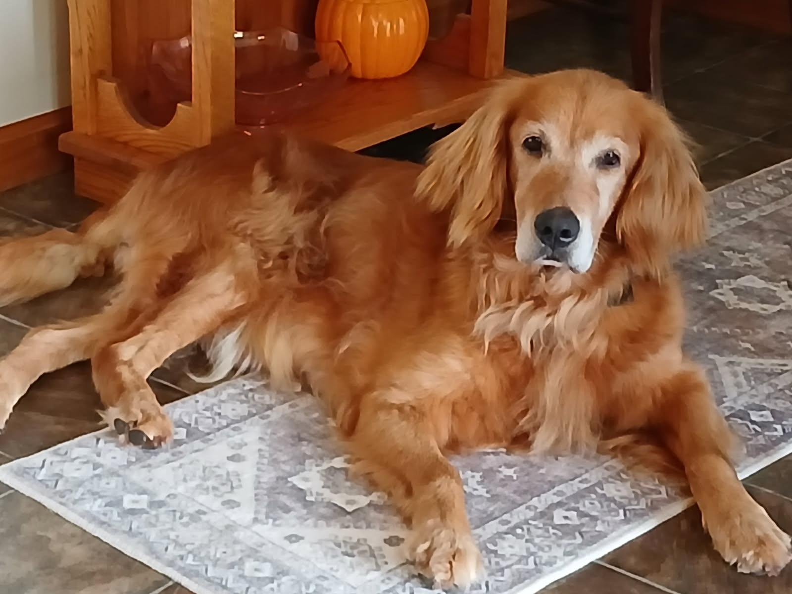 Scottie, a Adoptable Golden Retriever in Waterville, OH image 4/6