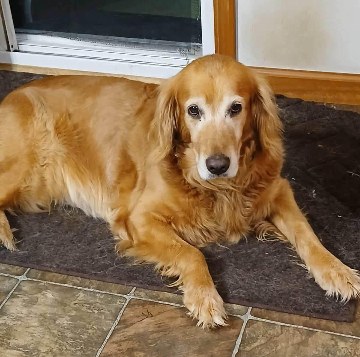 Scottie, Adoptable, Senior Female Golden Retriever.