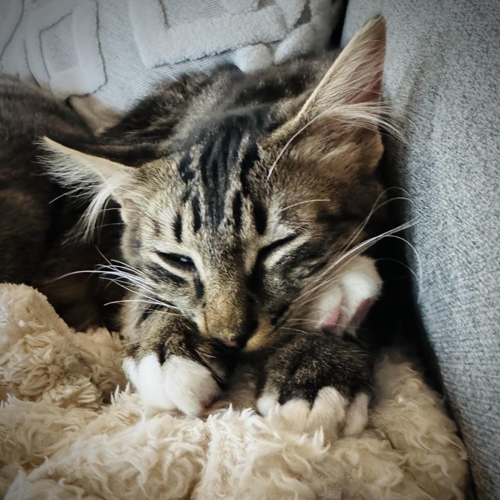 Enlarge Owl and Oki, a Adoptable Domestic Medium Hair in Denver, CO image 2/5