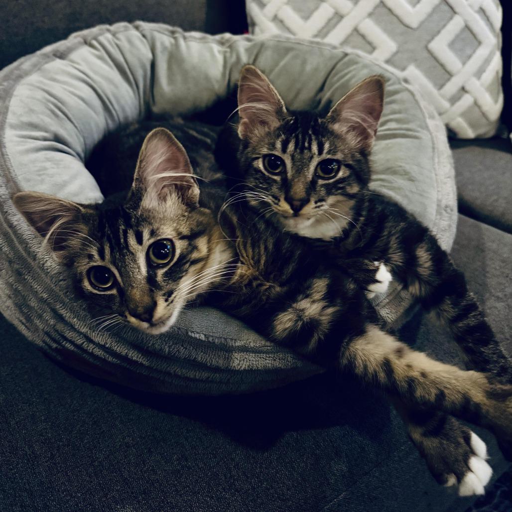 Enlarge Owl and Oki, a Adoptable Domestic Medium Hair in Denver, CO image 1/5