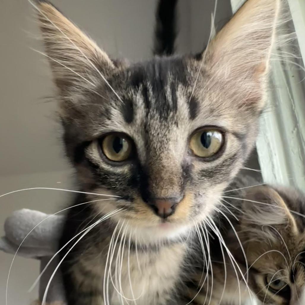Enlarge Owl and Oki, a Adoptable Domestic Medium Hair in Denver, CO image 4/5