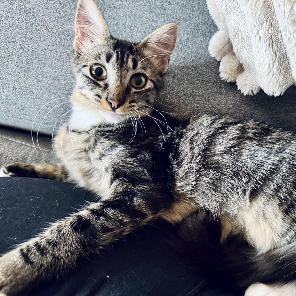 Enlarge Owl and Oki, a Adoptable Domestic Medium Hair in Denver, CO image 5/5