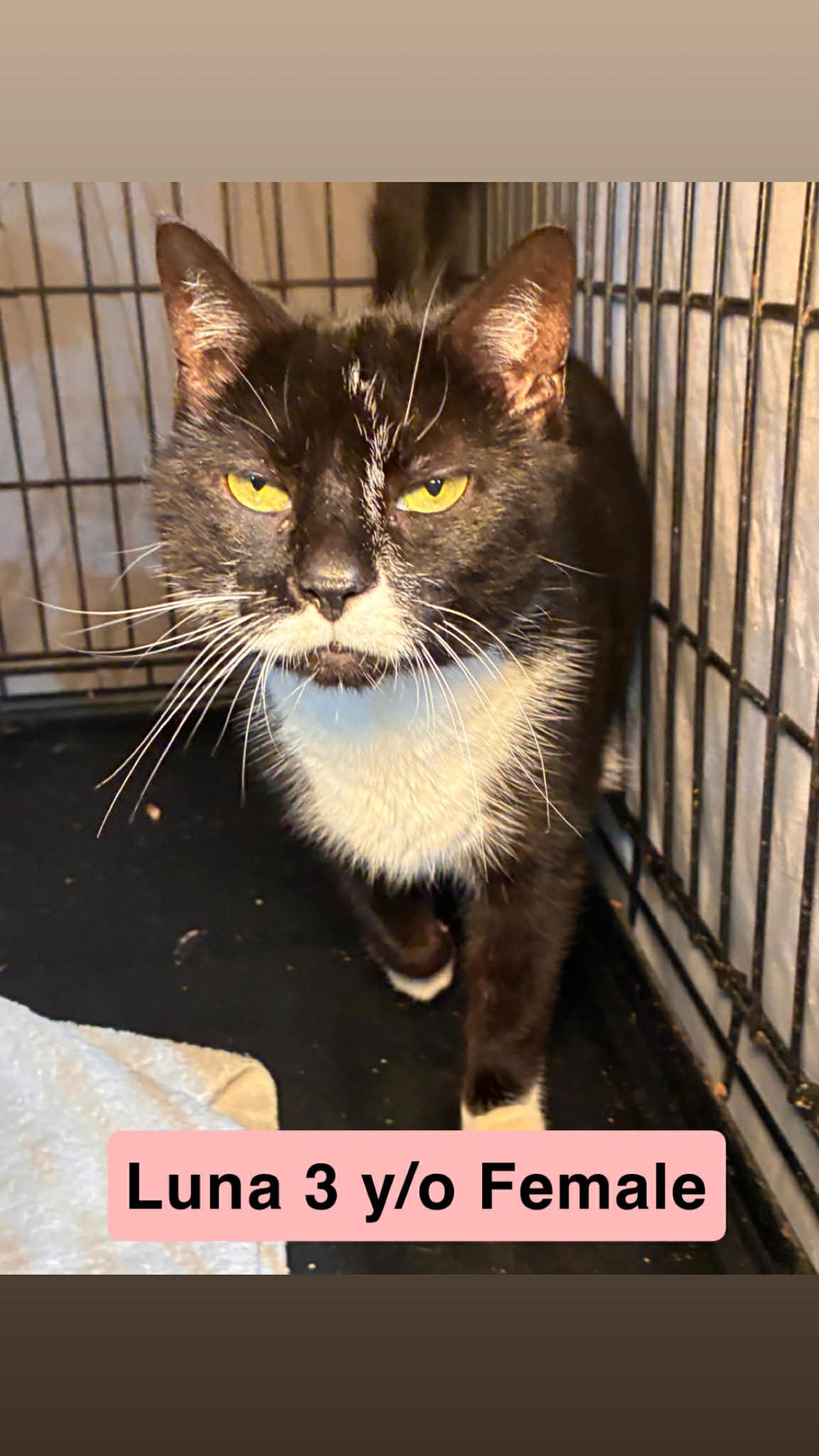 Enlarge Luna, a ADOPTABLE Domestic Short Hair in Westfield, MA image 1/1