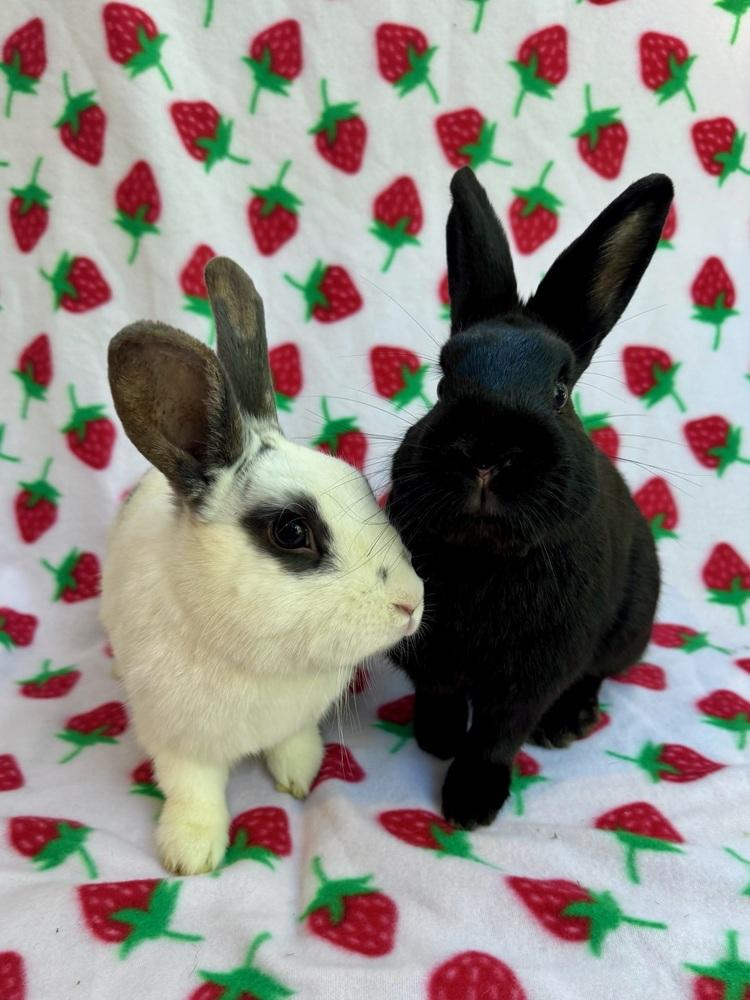 Zephyr (Bonded to Chinook), Adoptable, Adult Male English Spot.