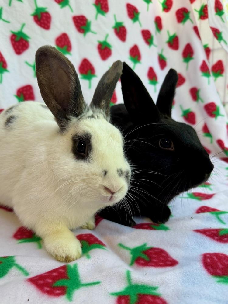 Enlarge Zephyr (Bonded to Chinook), a Adoptable mixed breed in Gainesville, FL image 2/6