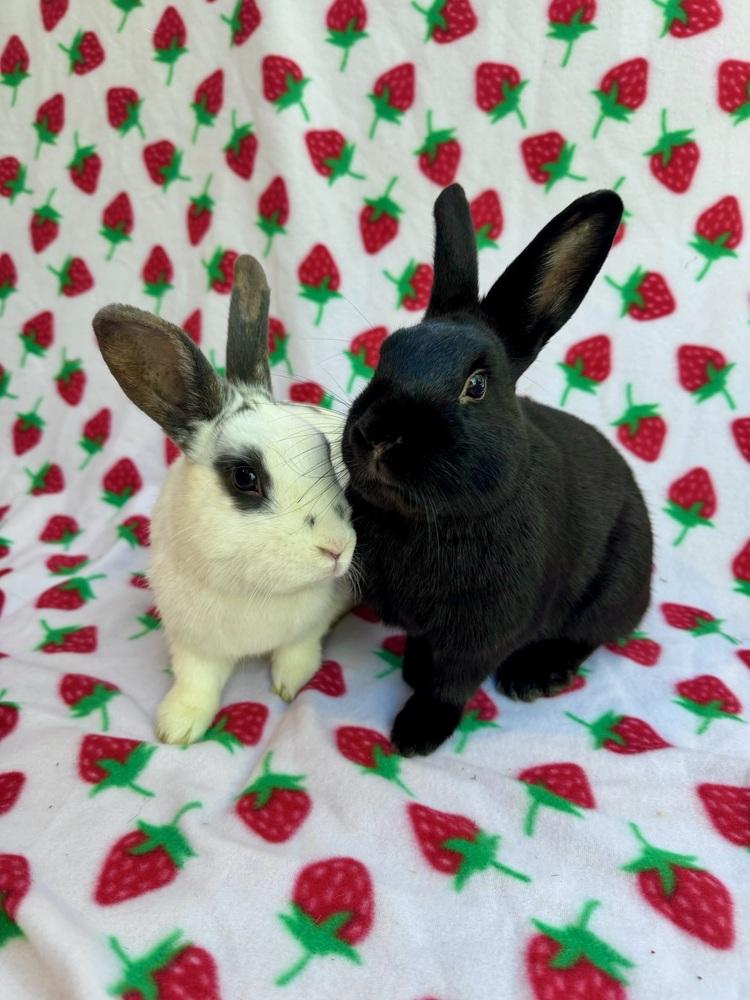 Enlarge Zephyr (Bonded to Chinook), a Adoptable mixed breed in Gainesville, FL image 3/6