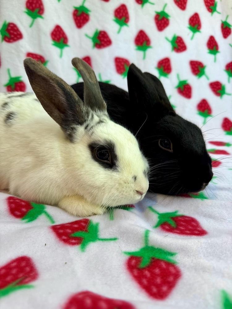 Enlarge Zephyr (Bonded to Chinook), a Adoptable mixed breed in Gainesville, FL image 4/6