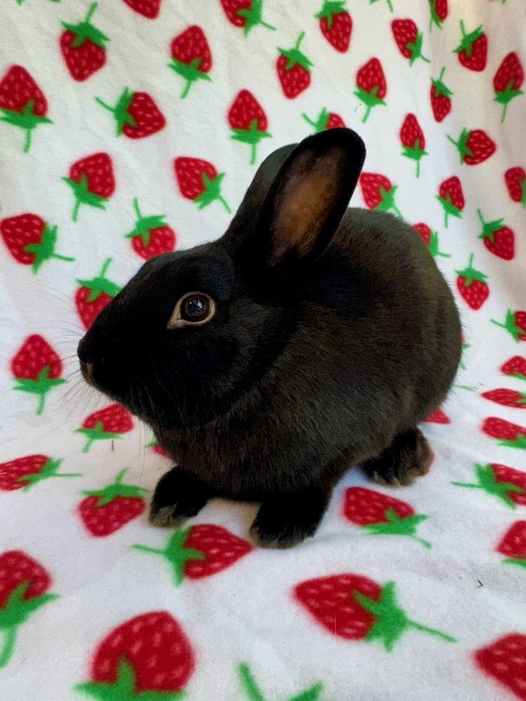 Enlarge Zephyr (Bonded to Chinook), a Adoptable mixed breed in Gainesville, FL image 5/6