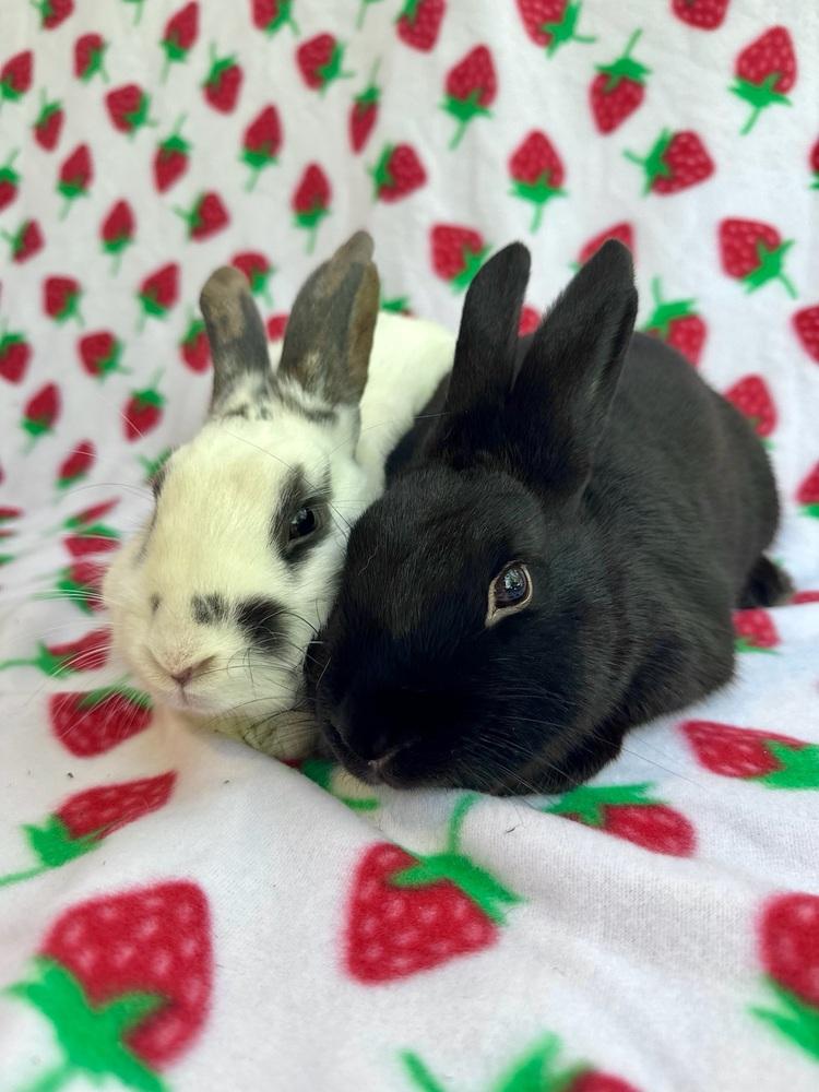 Enlarge Zephyr (Bonded to Chinook), a Adoptable mixed breed in Gainesville, FL image 6/6