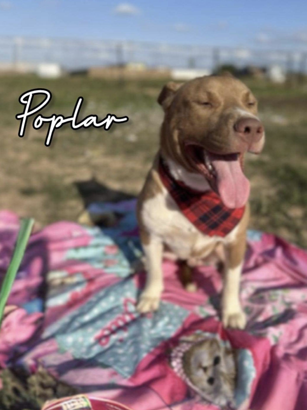 Poplar Boi, a Adoptable mixed breed image 5/6