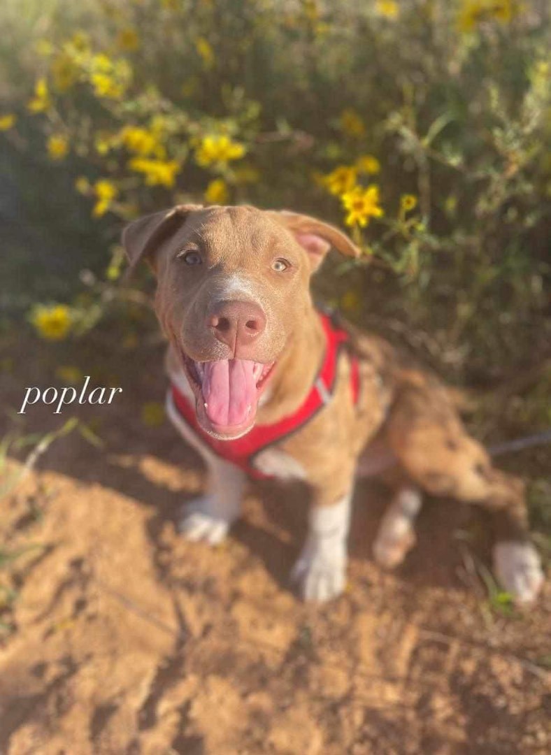 Poplar Boi, a Adoptable mixed breed image 2/6