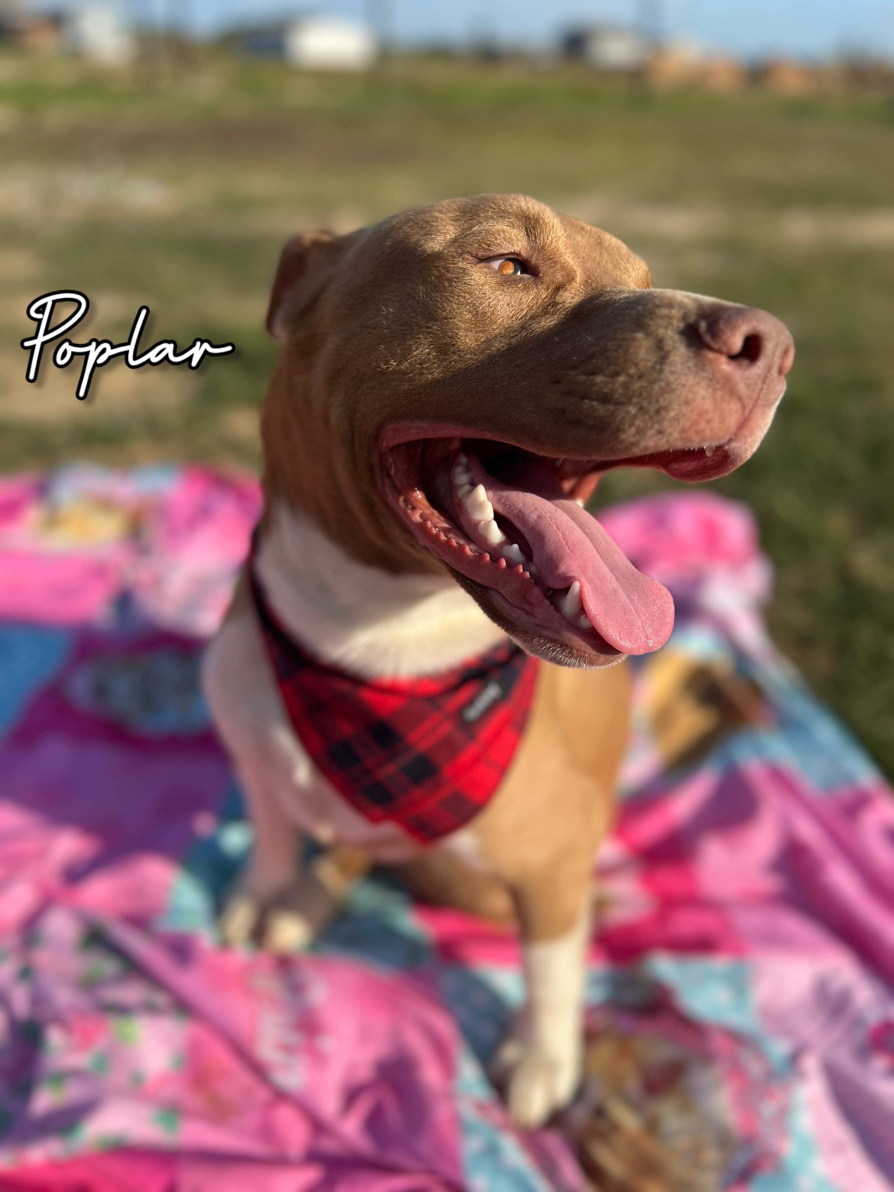 Poplar Boi, a Adoptable mixed breed image 6/6