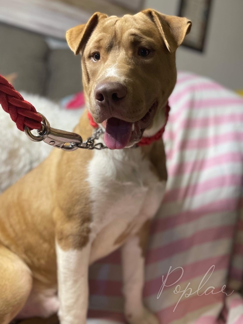 Poplar Boi, a Adoptable mixed breed image 3/6