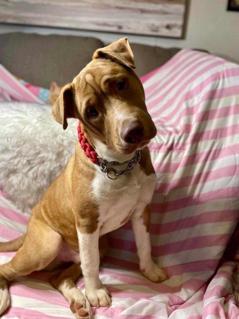 Poplar Boi, a Adoptable mixed breed image 4/6