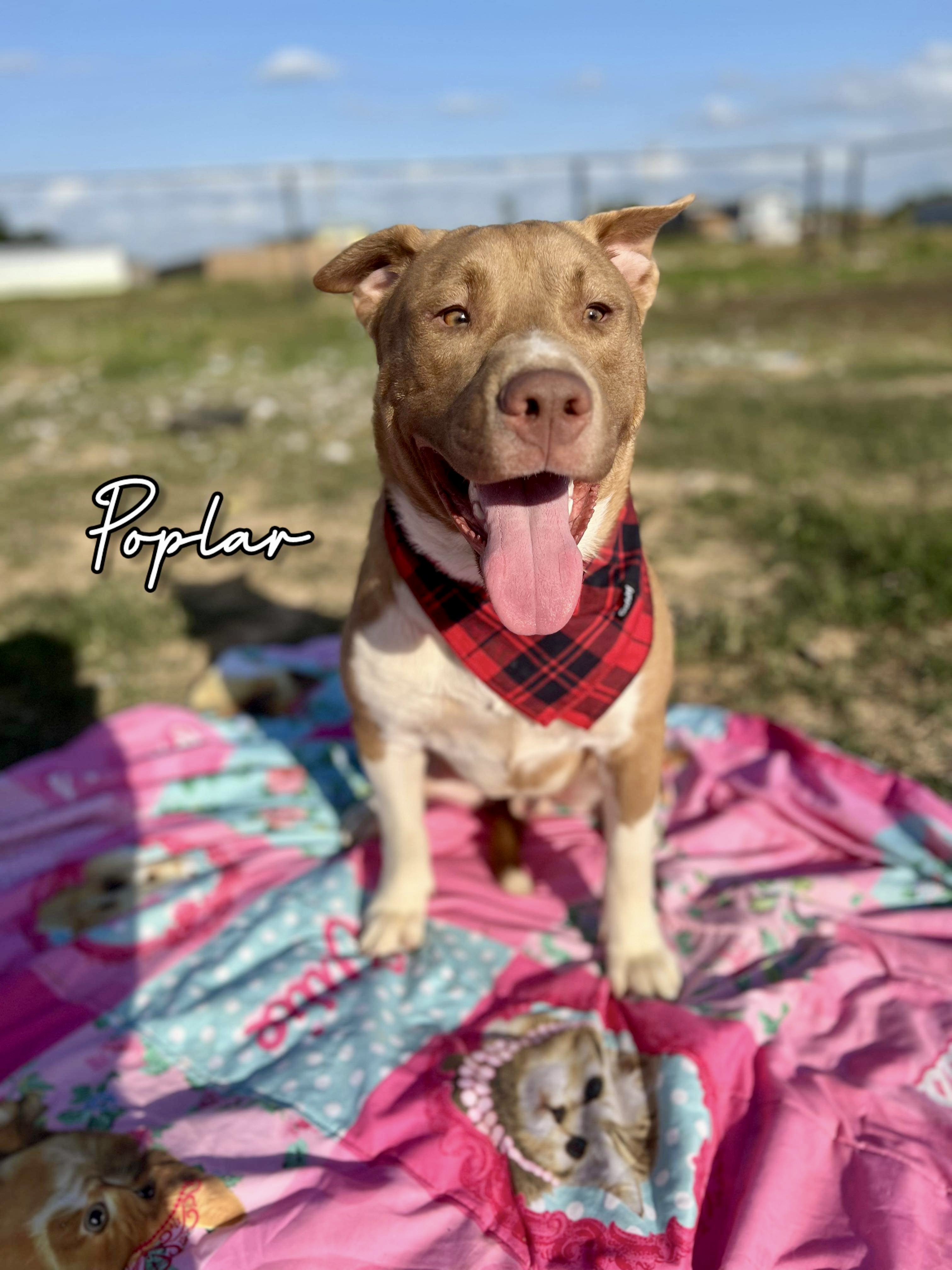 Poplar Boi, Adoptable, Young Male American Staffordshire Terrier.