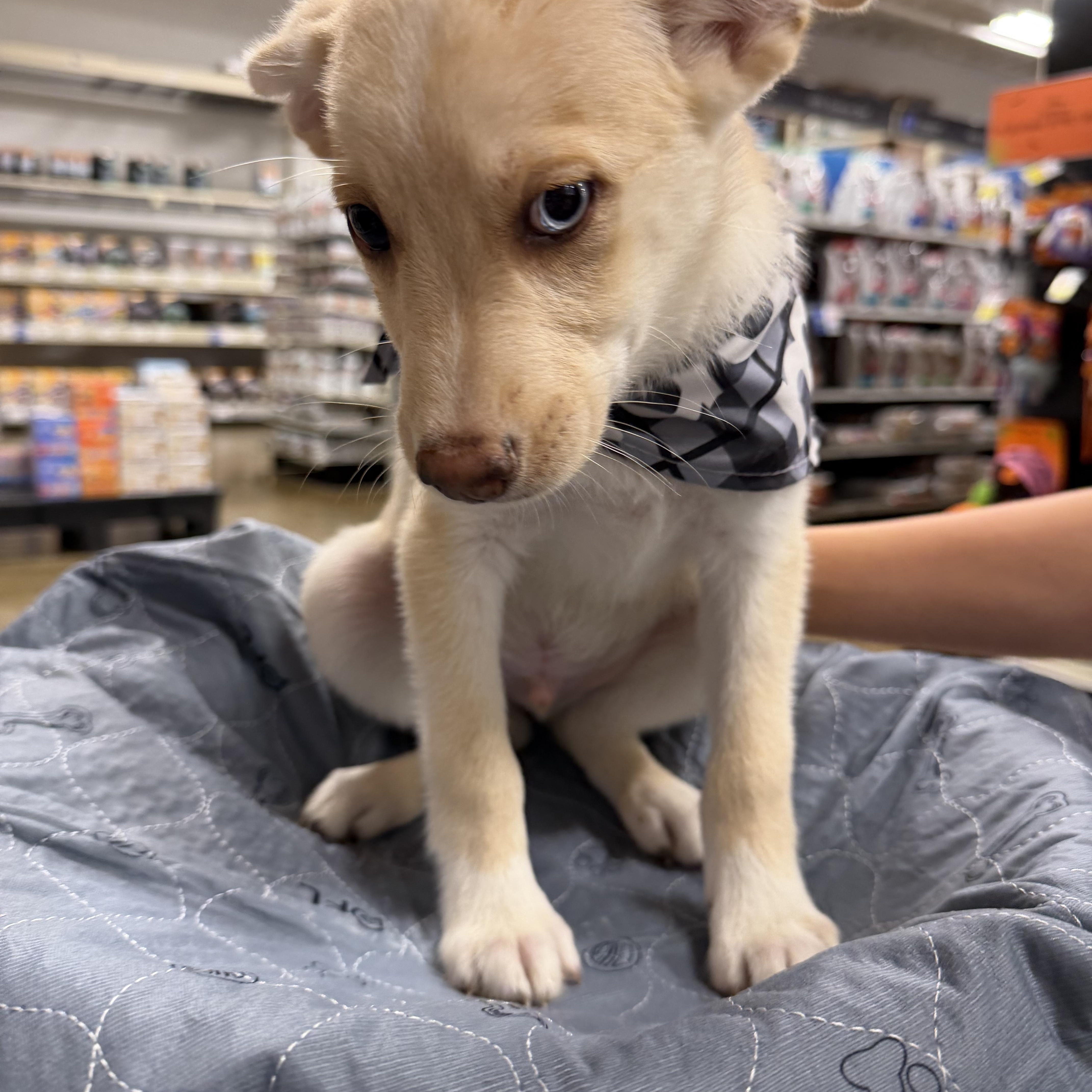 Enlarge Adam, a ADOPTABLE mixed breed in Eugene, OR image 1/4