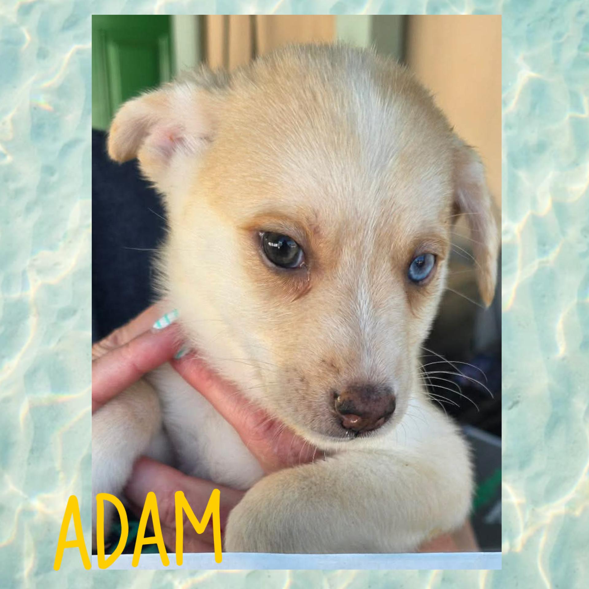 Enlarge Adam, a ADOPTABLE mixed breed in Eugene, OR image 2/4