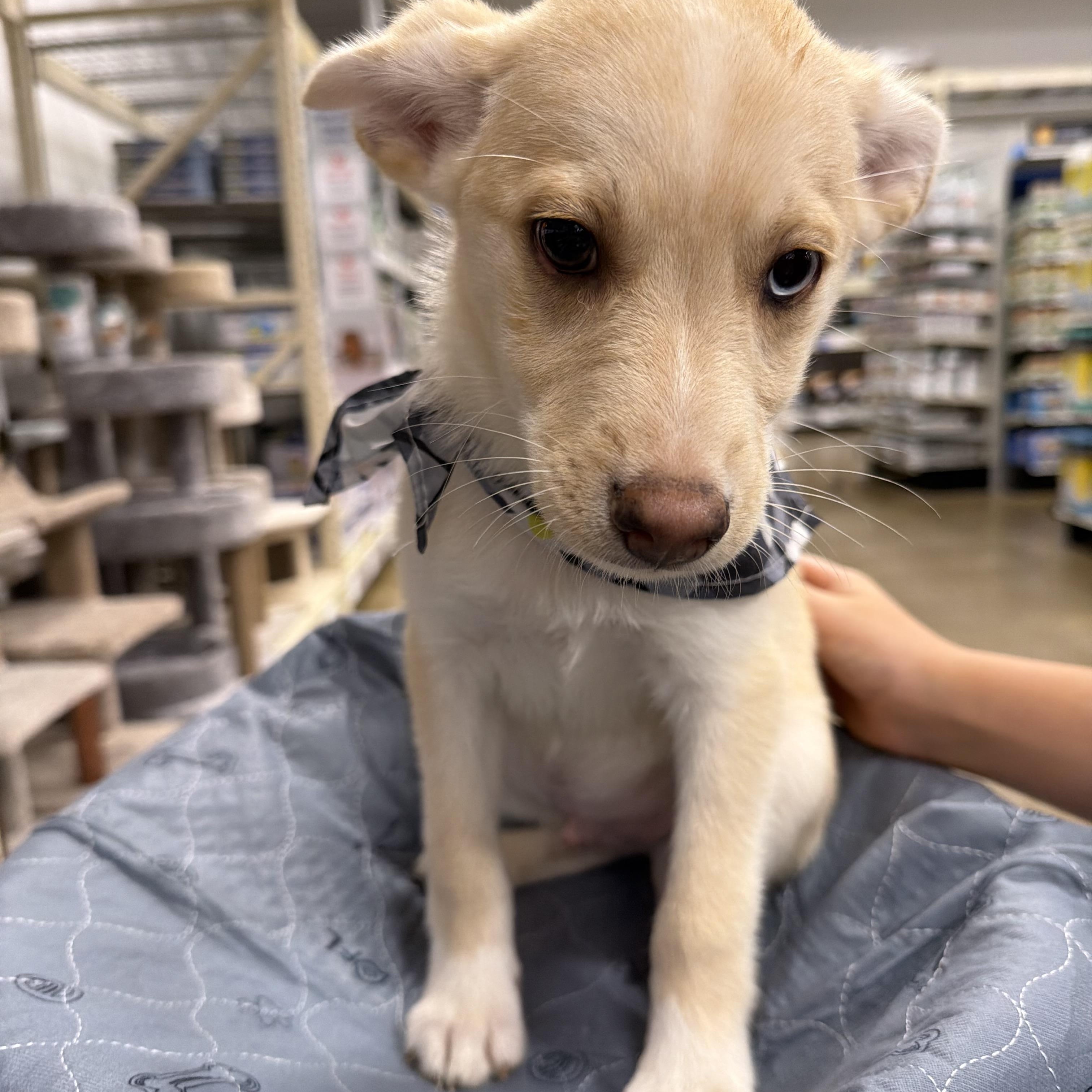 Enlarge Adam, a ADOPTABLE mixed breed in Eugene, OR image 3/4