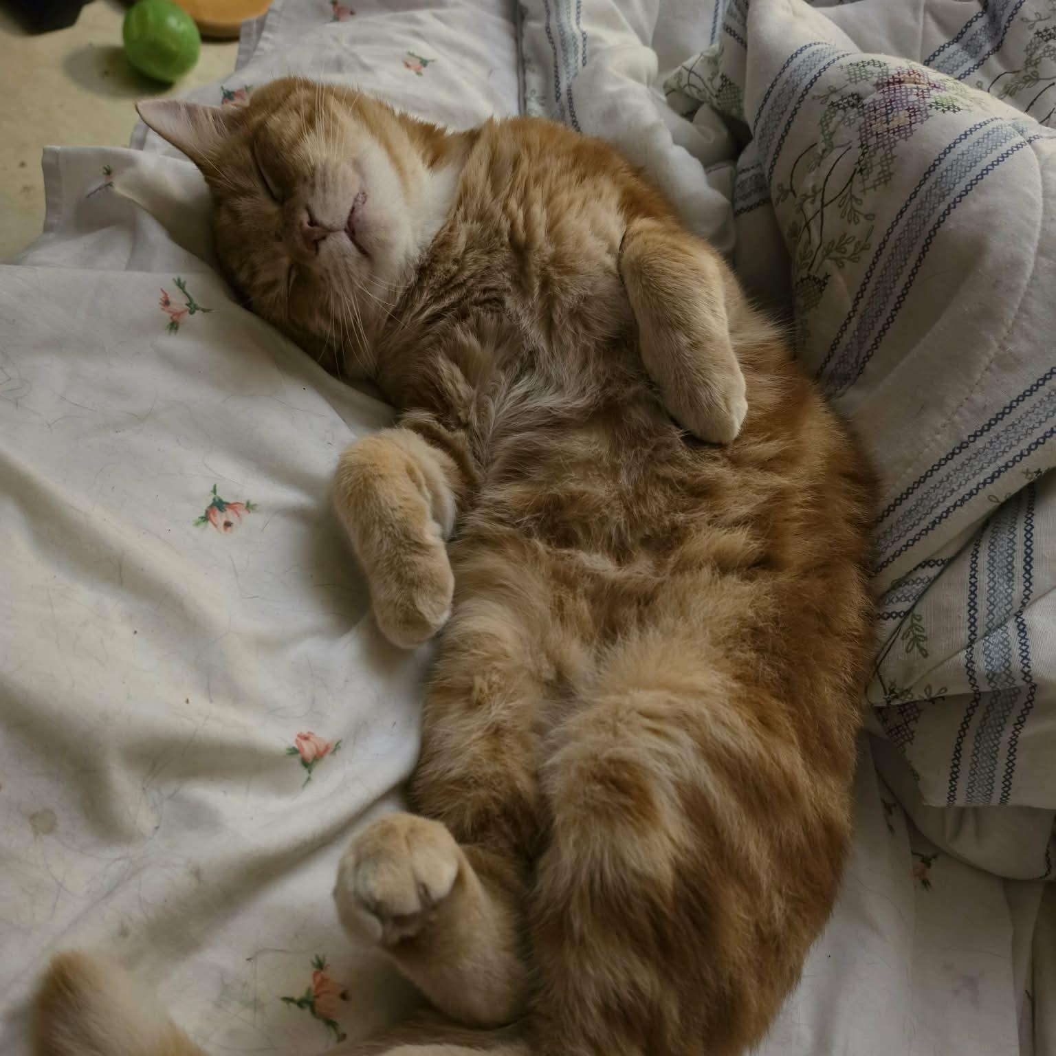 Enlarge Fergus, a Adoptable Domestic Short Hair in Montreal, QC image 4/6