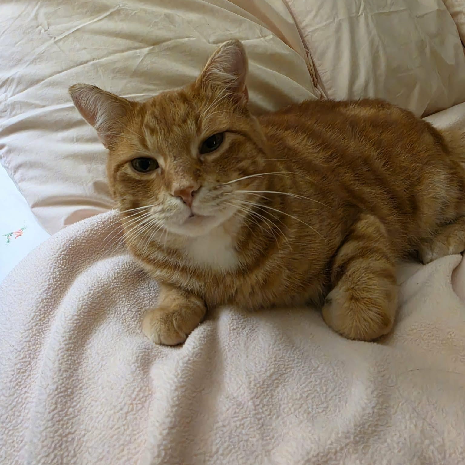 Enlarge Fergus, a Adoptable Domestic Short Hair in Montreal, QC image 5/6