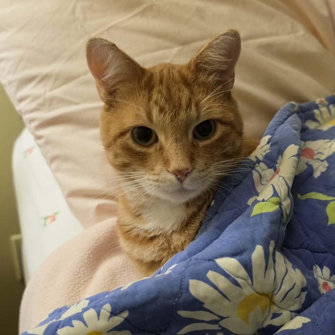 Enlarge Fergus, a Adoptable Domestic Short Hair in Montreal, QC image 1/6