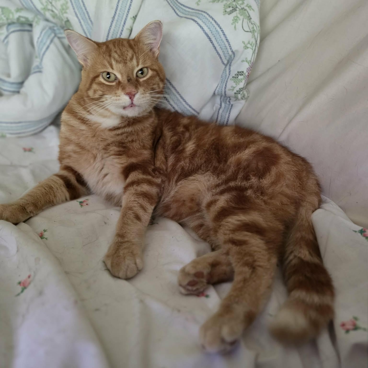Enlarge Fergus, a Adoptable Domestic Short Hair in Montreal, QC image 2/6