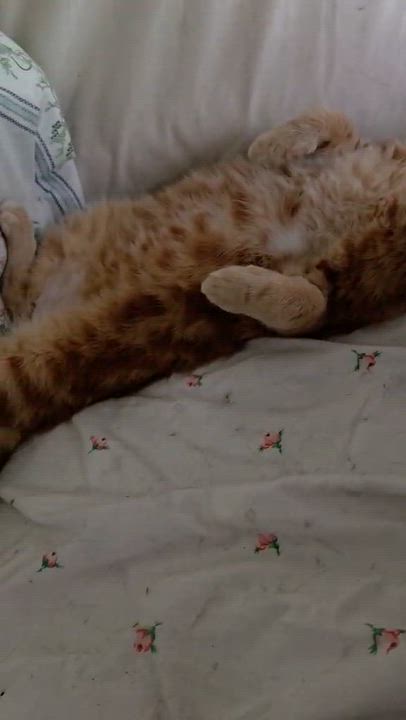Enlarge Fergus, a Adoptable Domestic Short Hair in Montreal, QC video 3/6
