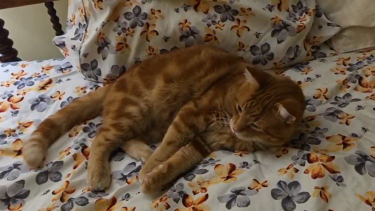 Enlarge Fergus, a Adoptable Domestic Short Hair in Montreal, QC video 6/6