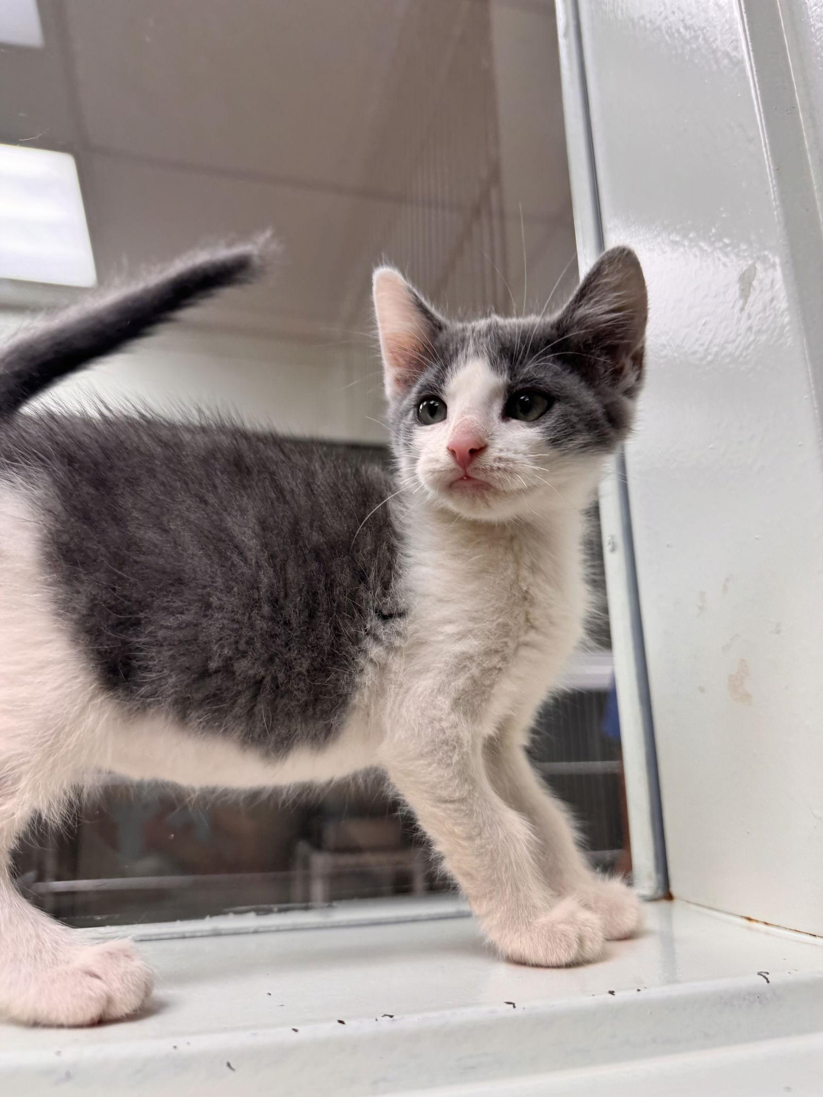 Enlarge Leo, a Adoptable Domestic Short Hair in Brick, NJ image 1/3