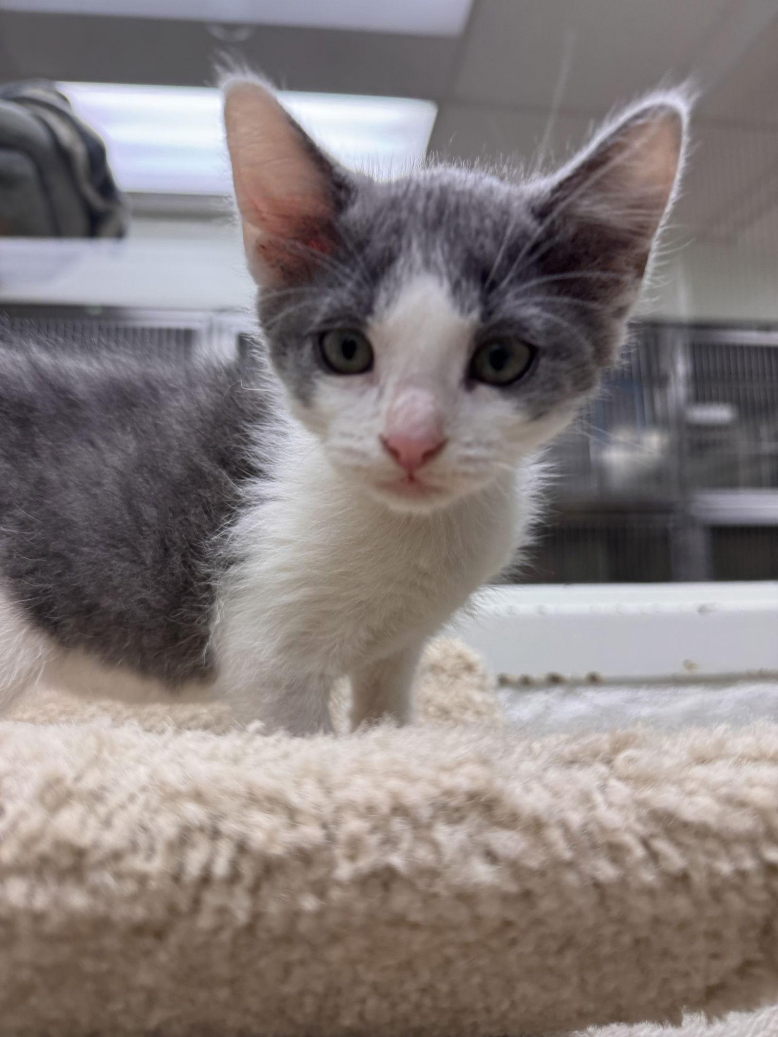 Enlarge Leo, a Adoptable Domestic Short Hair in Brick, NJ image 2/3