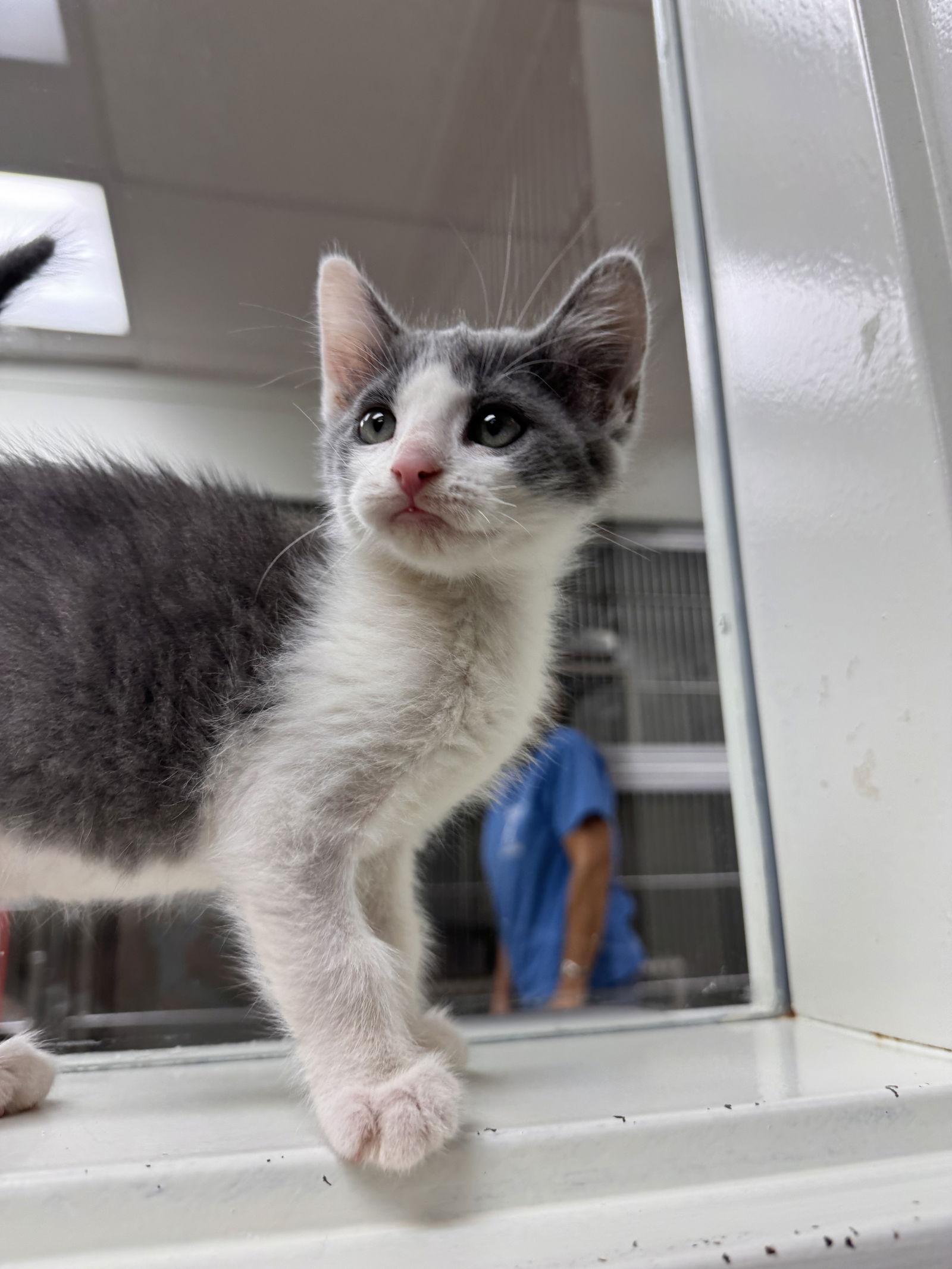 Enlarge Leo, a Adoptable Domestic Short Hair in Brick, NJ image 3/3