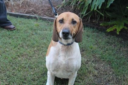 Enlarge Pickles, a Adoptable mixed breed in Brunswick, GA image 1/2