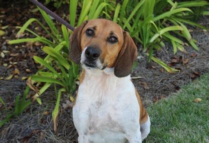 Enlarge Pickles, a Adoptable mixed breed in Brunswick, GA image 2/2