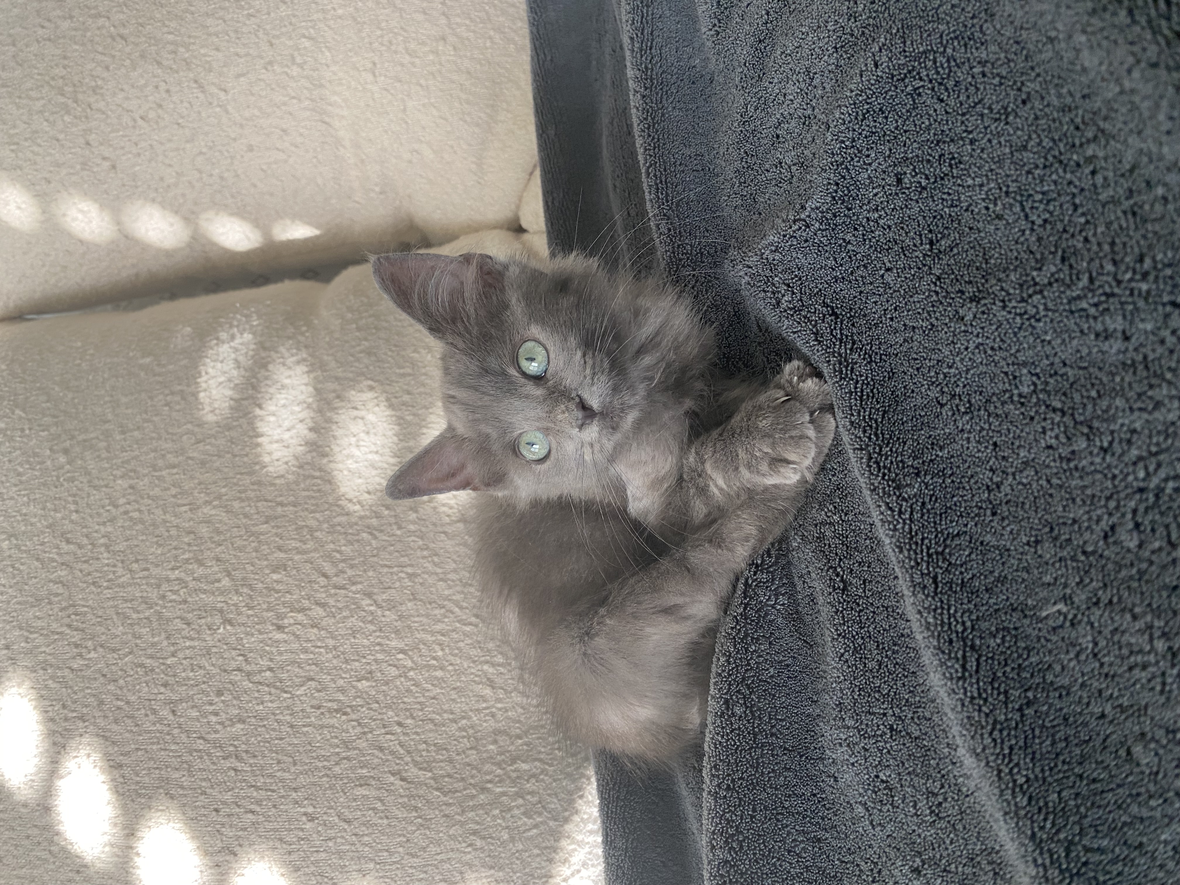 Stella, a Adopted Domestic Medium Hair in Crowley, TX image 2/5