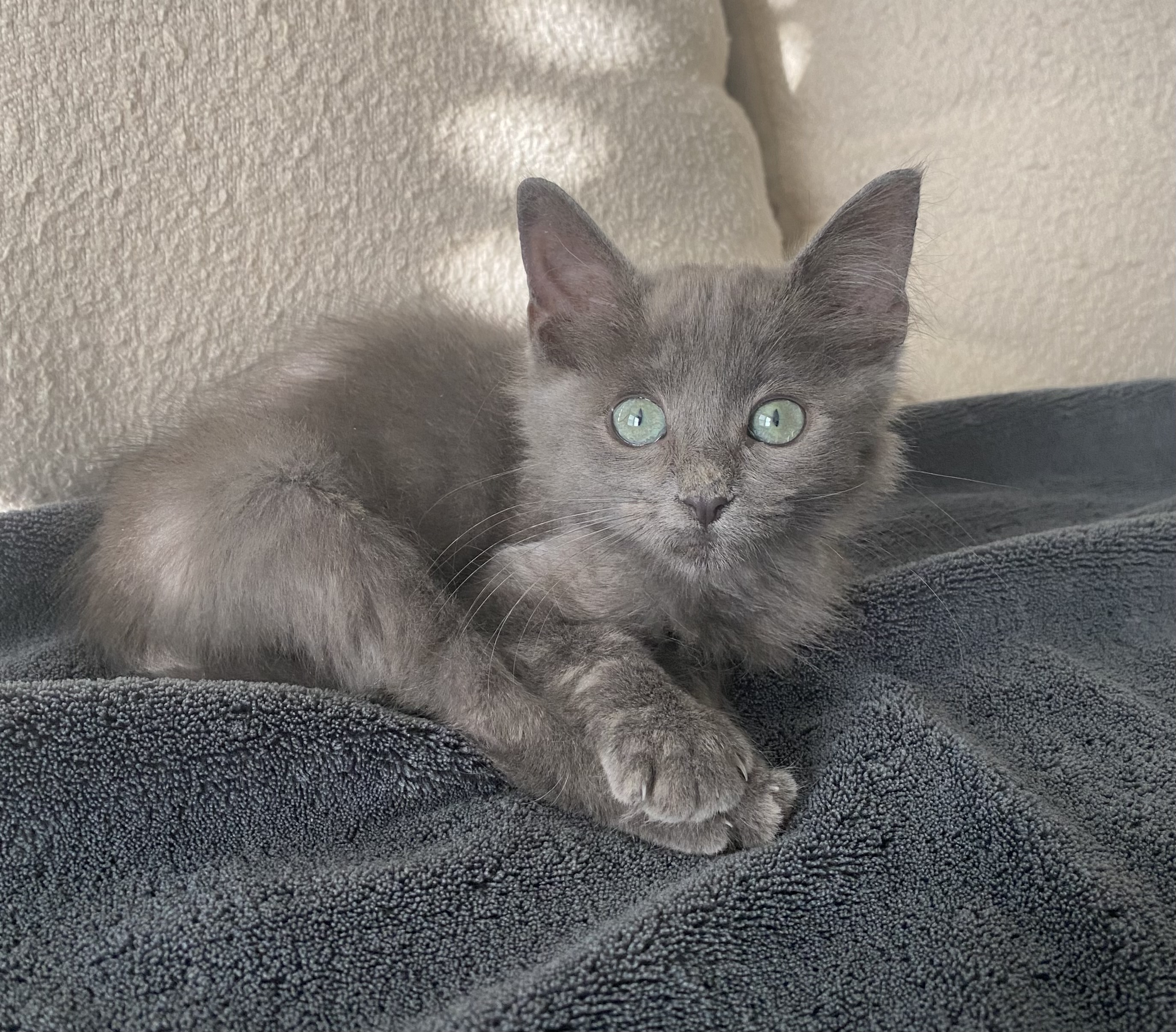 Stella, Adopted, Kitten Female Domestic Medium Hair.