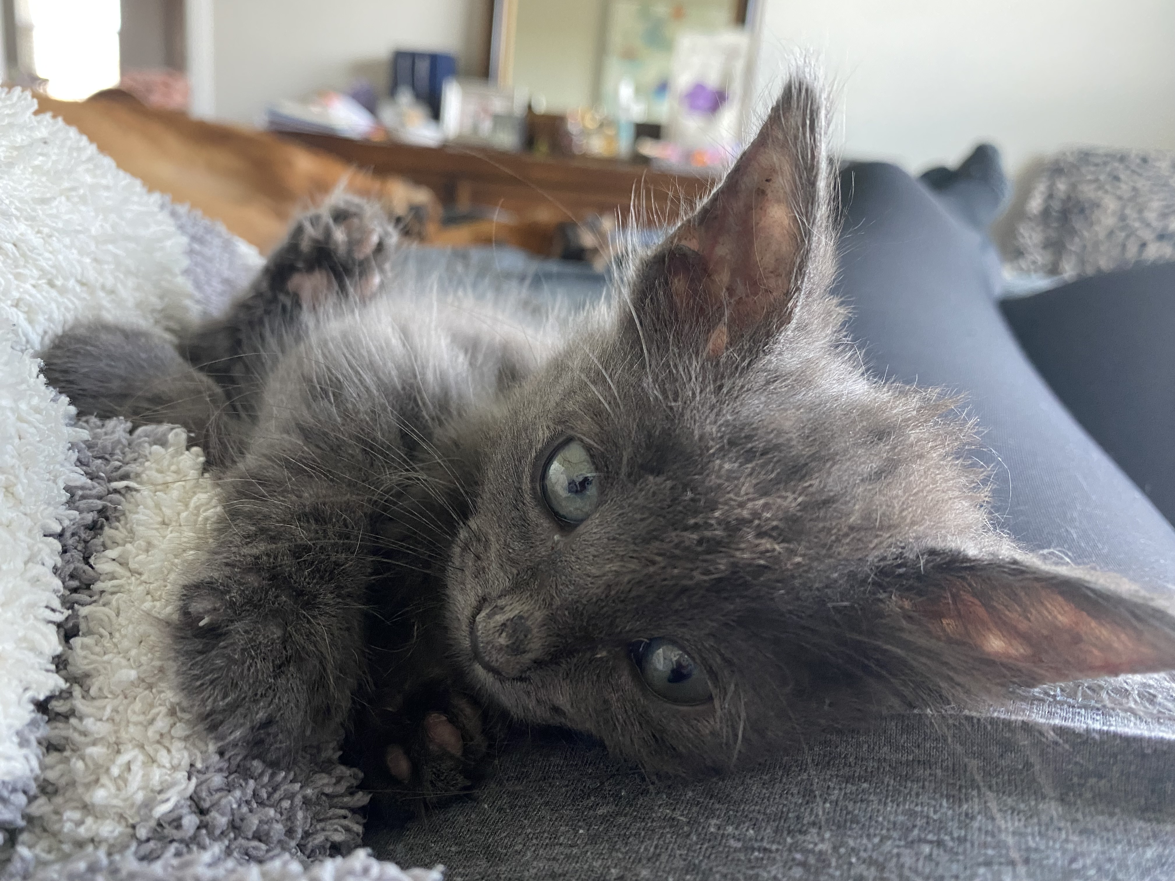 Stella, a Adopted Domestic Medium Hair in Crowley, TX image 3/5