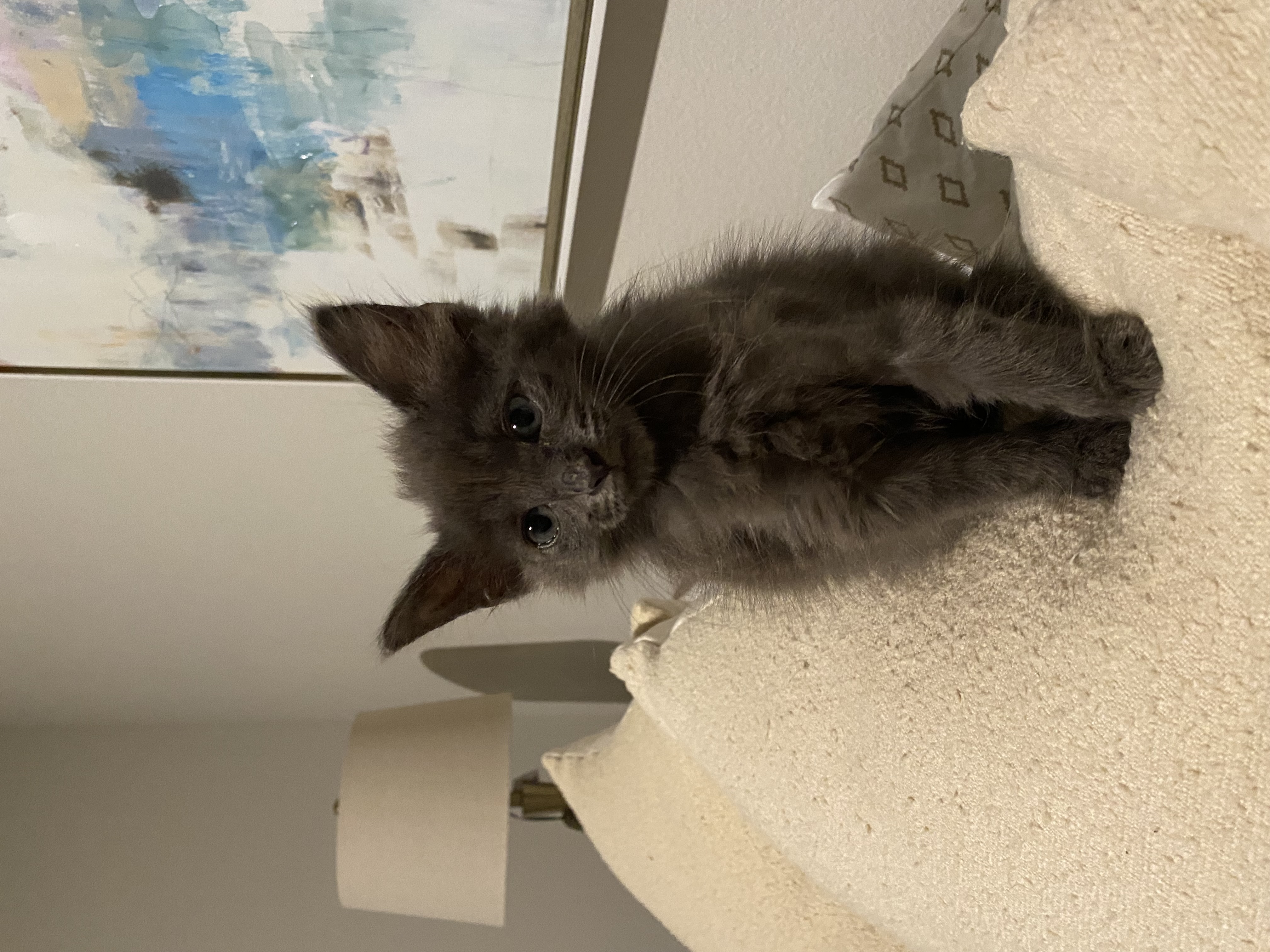 Stella, a Adopted Domestic Medium Hair in Crowley, TX image 4/5