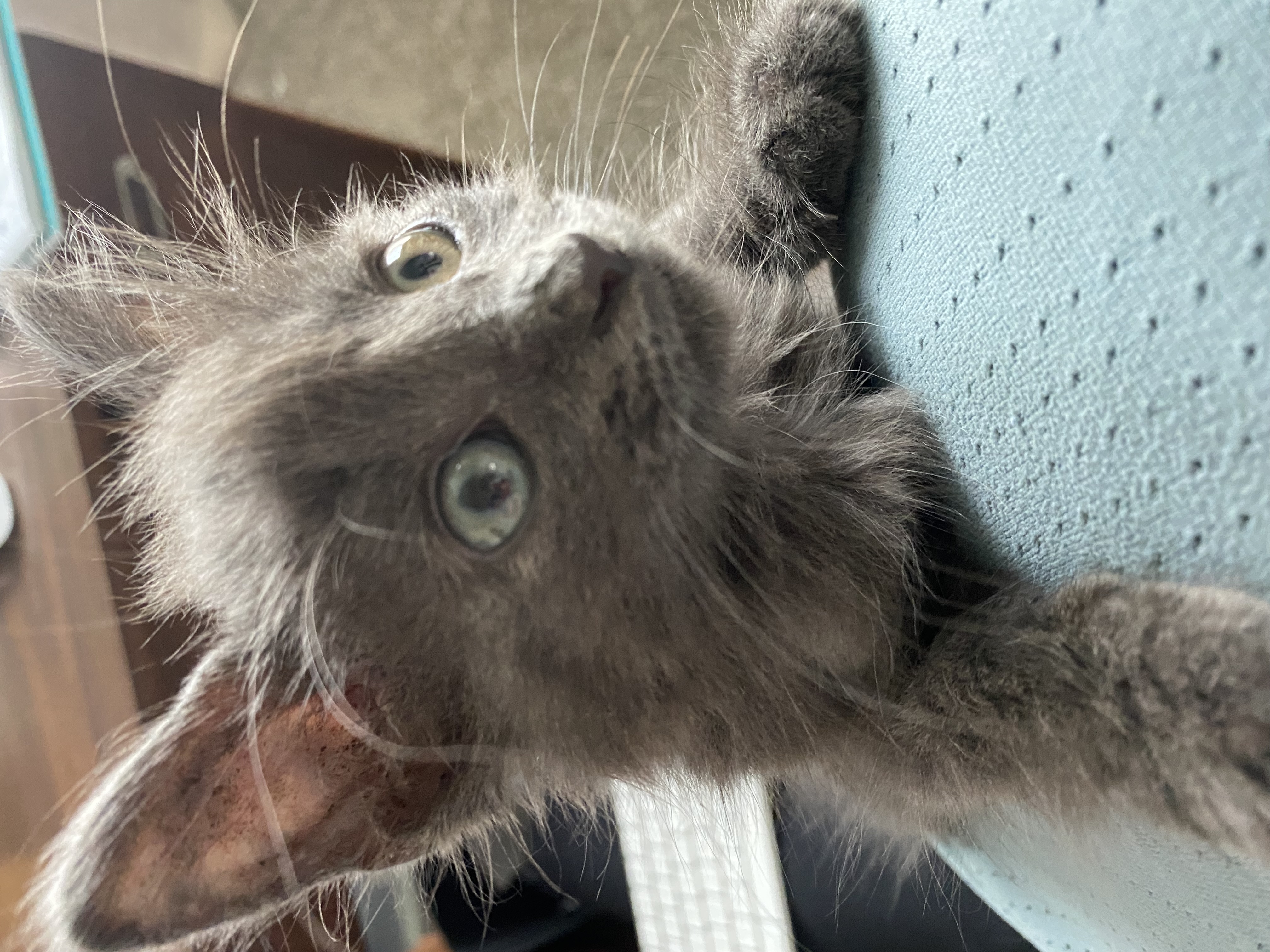 Stella, a Adopted Domestic Medium Hair in Crowley, TX image 5/5