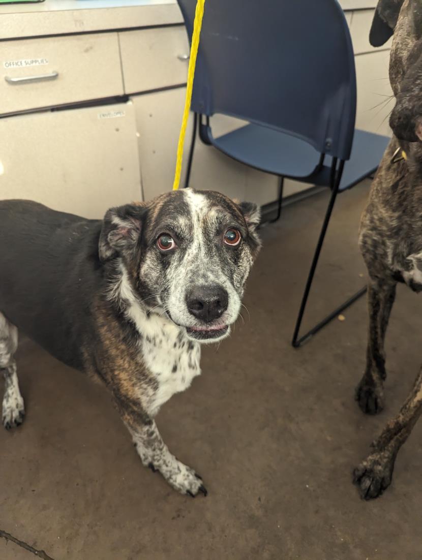 DUFFY, Adoptable, Senior Female Mixed Breed.
