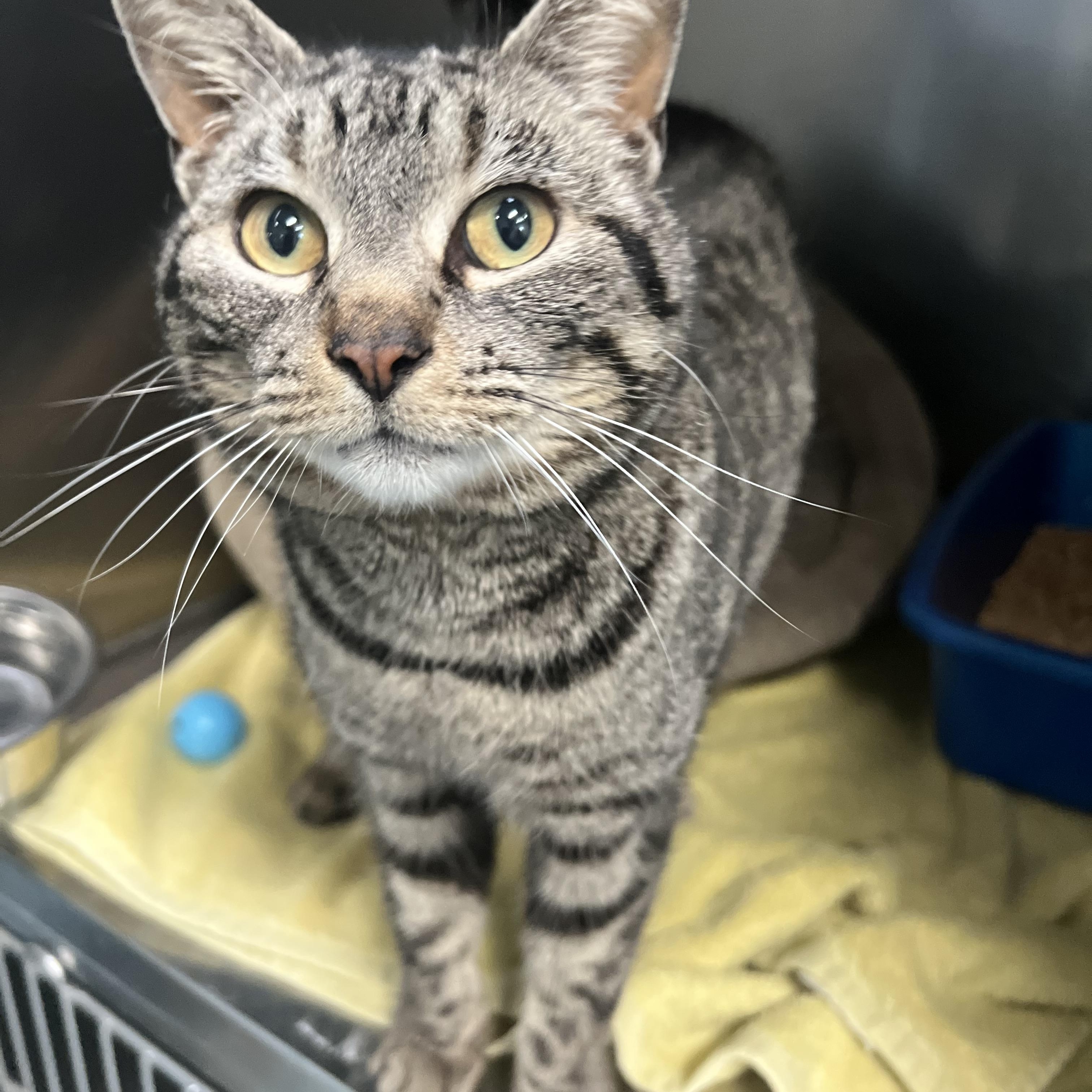 Enlarge Jolene, an adopted Domestic Short Hair in Berryville, VA image 1/3