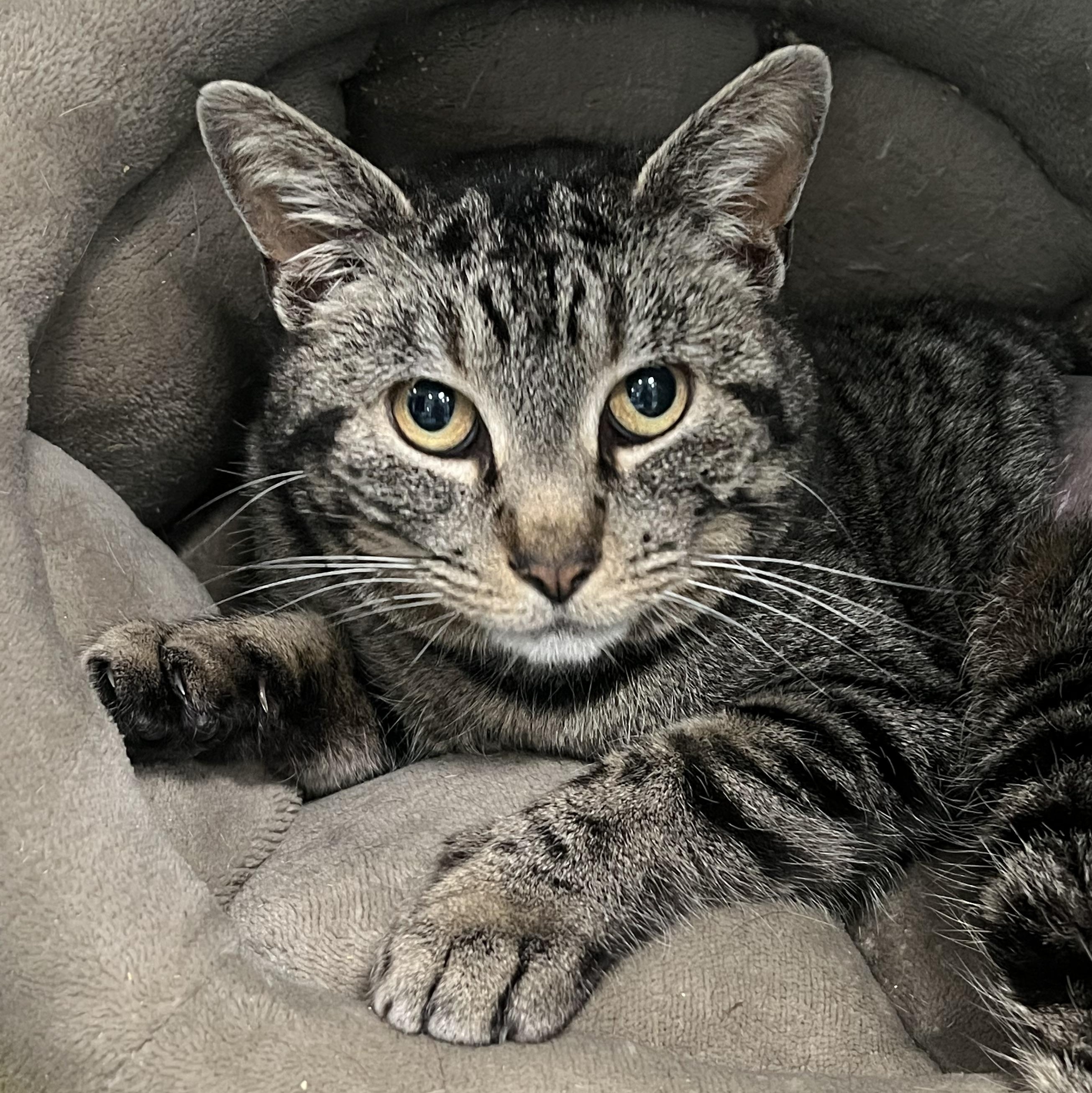 Enlarge Jolene, an adopted Domestic Short Hair in Berryville, VA image 2/3