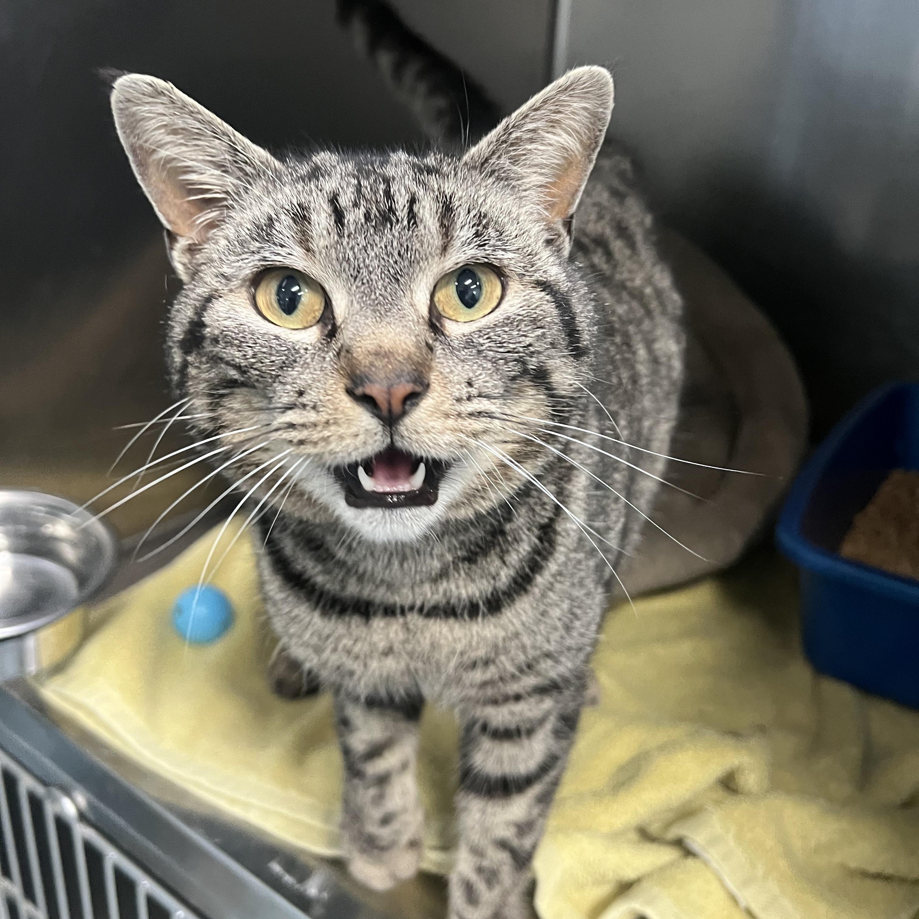 Enlarge Jolene, an adopted Domestic Short Hair in Berryville, VA image 3/3